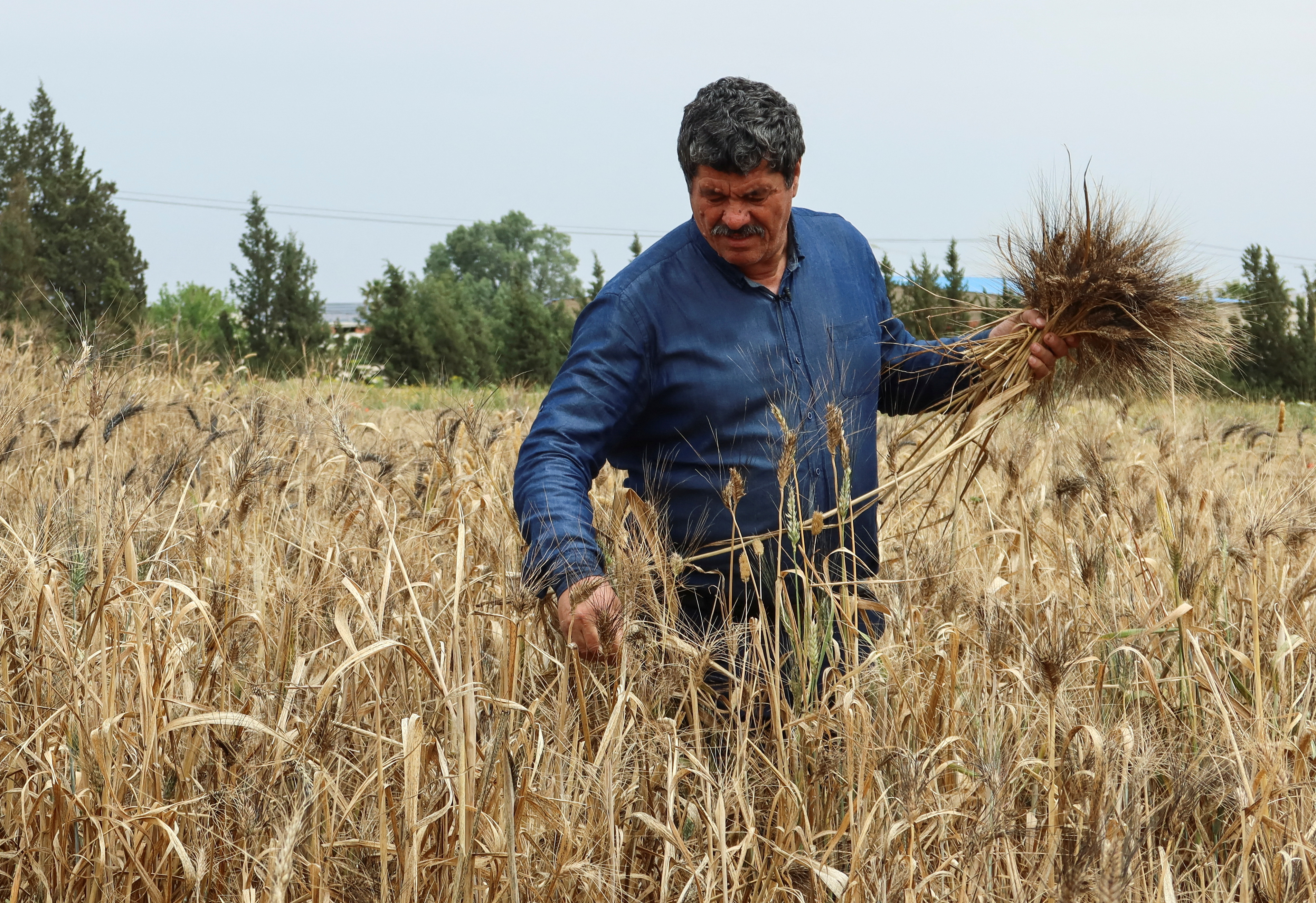Beja Wheat Fields Tunisia