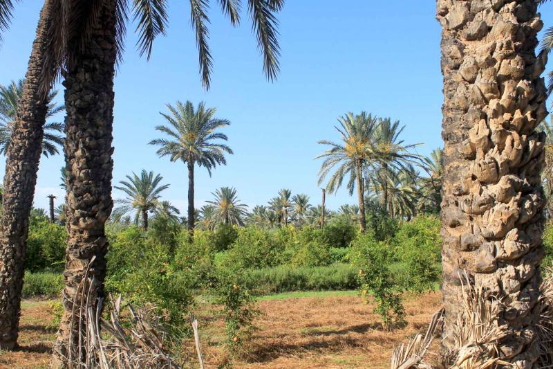 Gabes Oasis View Tunisia