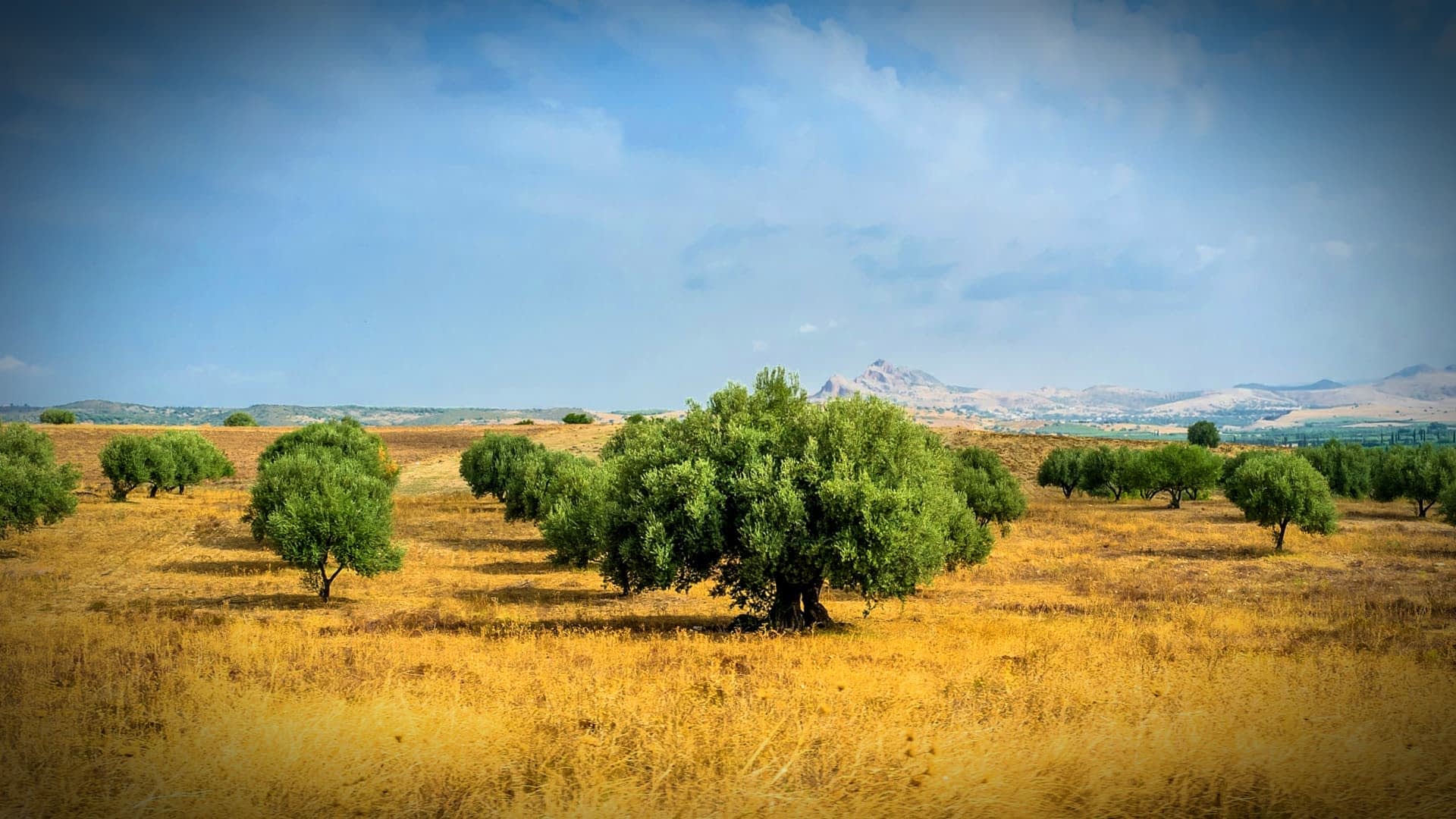 Olive Groves Sidi Bouzid Tunisia