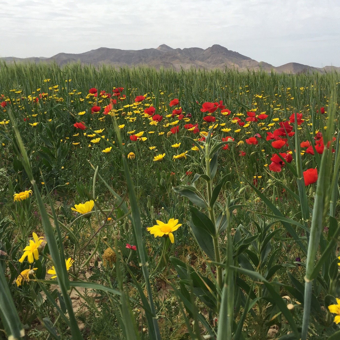 Sidi Bouzid Countryside