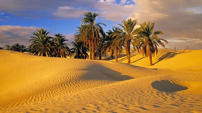 Kebili Palm Oasis Tunisia