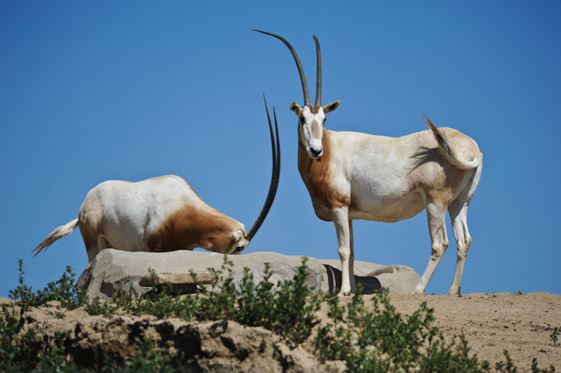 Ben Gardane Landscape Tunisia