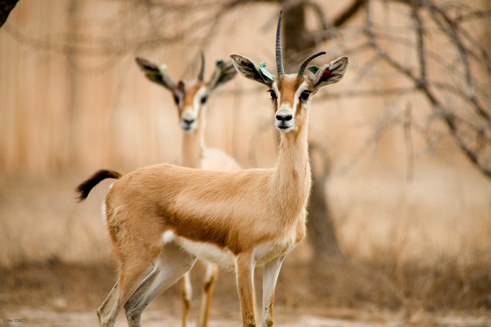 Tunisia's Wildlife and Nature Reserves