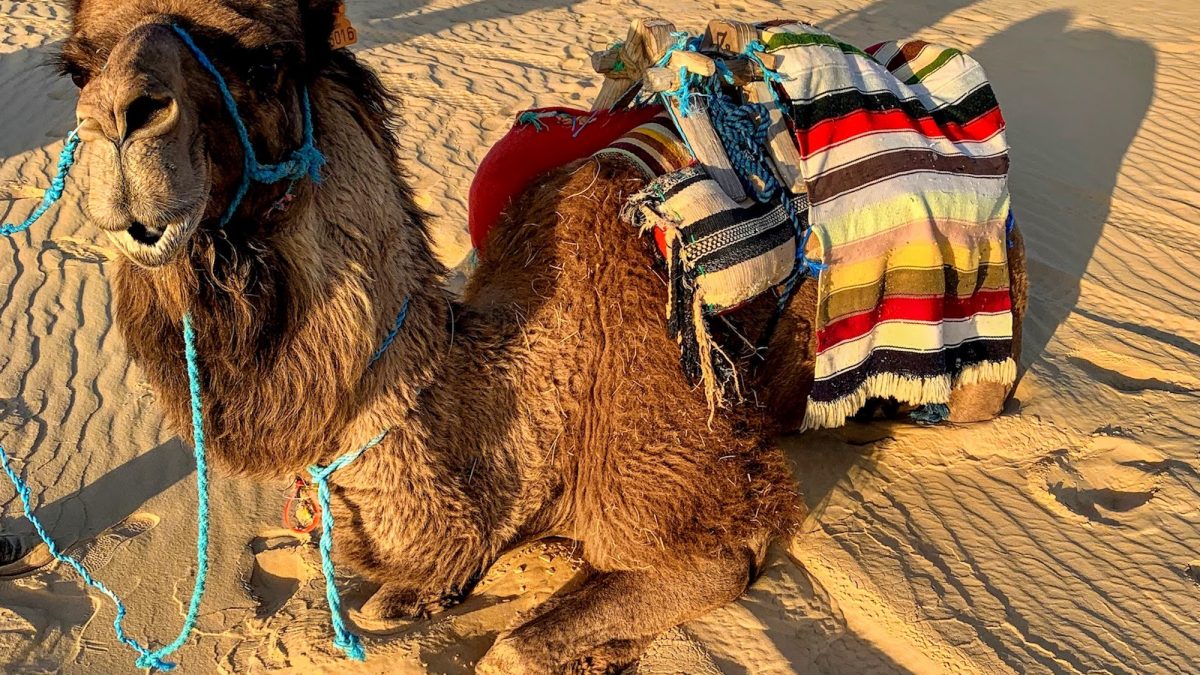 Travel Tips For Tunisia