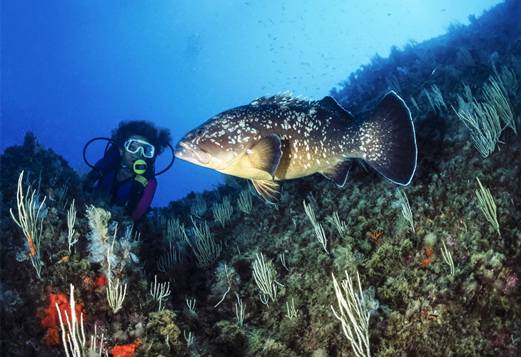 Scuba Diving in Djerba Tunisia