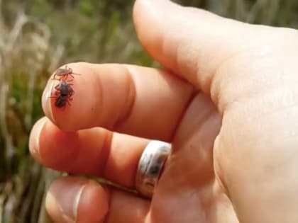 В ХМАО активизировались клещи