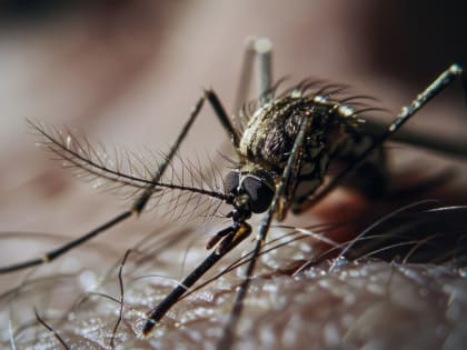Комары: главная угроза для здоровья человека в Югре