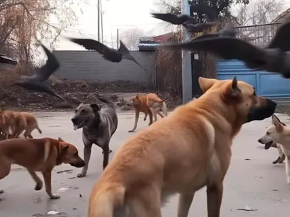 Стая собак атакует ребенка в городе
