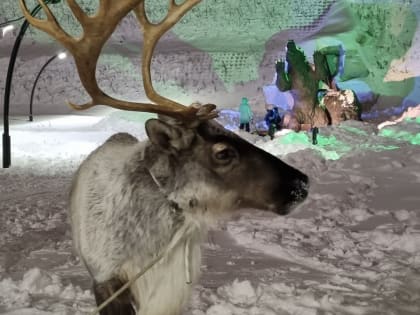 Врио губернатора Югры Руслан Кухарук обещал поддержать оленеводческие предприятия