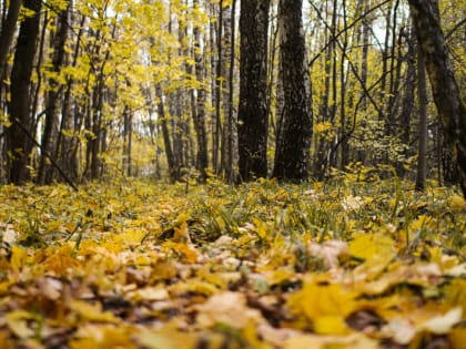 Аллергия: как распознать и справиться с симптомами