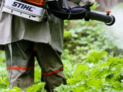 В Кашире ведутся работы по борьбе с борщевиком Сосновского