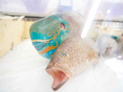 С начала года Подмосковье экспортировало 10,8 тысячи тонн рыбы
