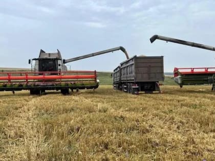 В Подмосковье яровые зерновые убрали на 90%