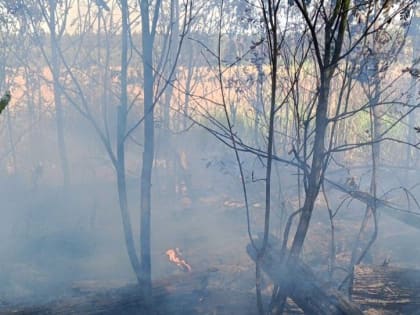 Лесной пожар в Подмосковье: меры по ликвидации угрозы