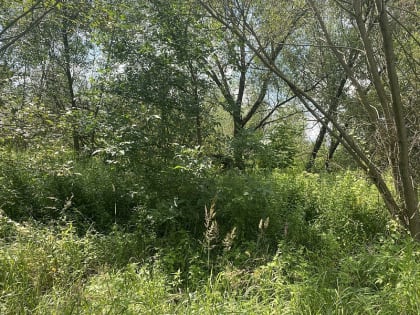 О проведении аукциона