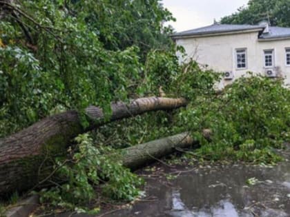 Четыре дерева упали в городском округе Чехов во время урагана