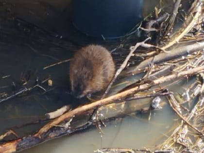 В Кашире в районе набережной реки Оки замечены ондатры