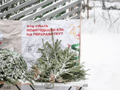 Восемь пунктов по переработке елей откроют в Ленинском округе