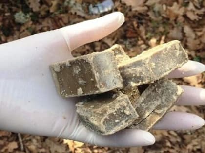 С 17 по 21 мая планируется раскладка живой оральной вакцины против бешенства диких плотоядных животных