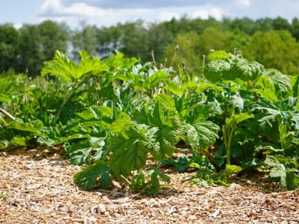 Сотрудники школы №338 рассказали о вреде борщевика