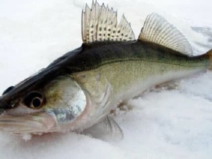 В Шатуре восстановят рыбоводное хозяйство