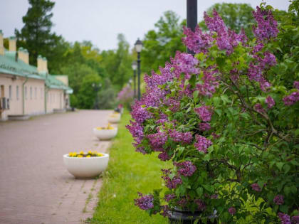 Какая погода будет в Москве в начале июня?