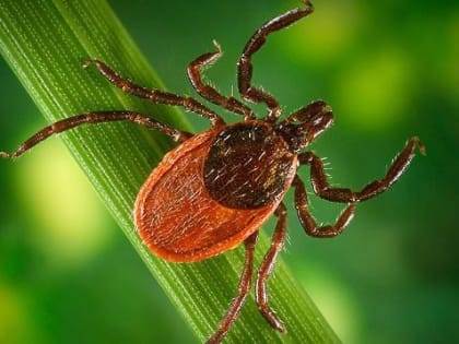 Внимание, клещи!