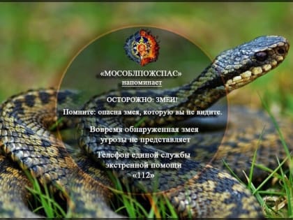 Жителям Люберец напомнили об опасности змей в лесу и на приусадебных участках