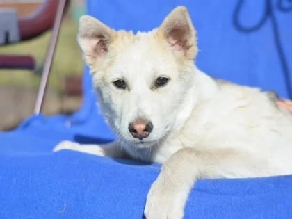 В добрые руки — Рекси из Орехово-Зуевского округа ищет дом