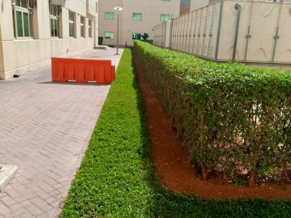 Garden and landscape maintenance works at Dubai Industrial City Labour Village 1 - Image 3