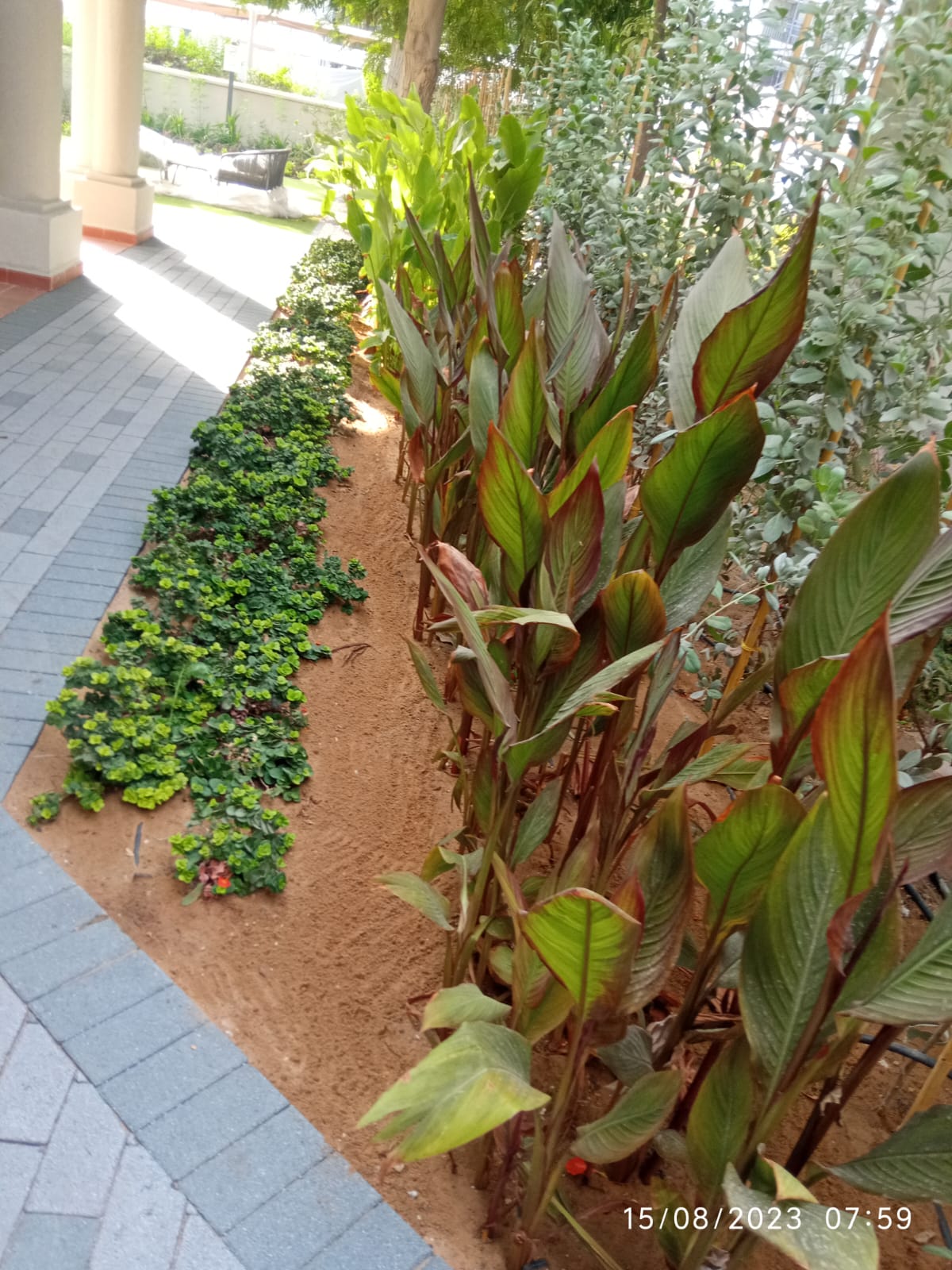 Villa landscape enhancement and interlock paving installation project in Al Barsha Dubai - Image 7