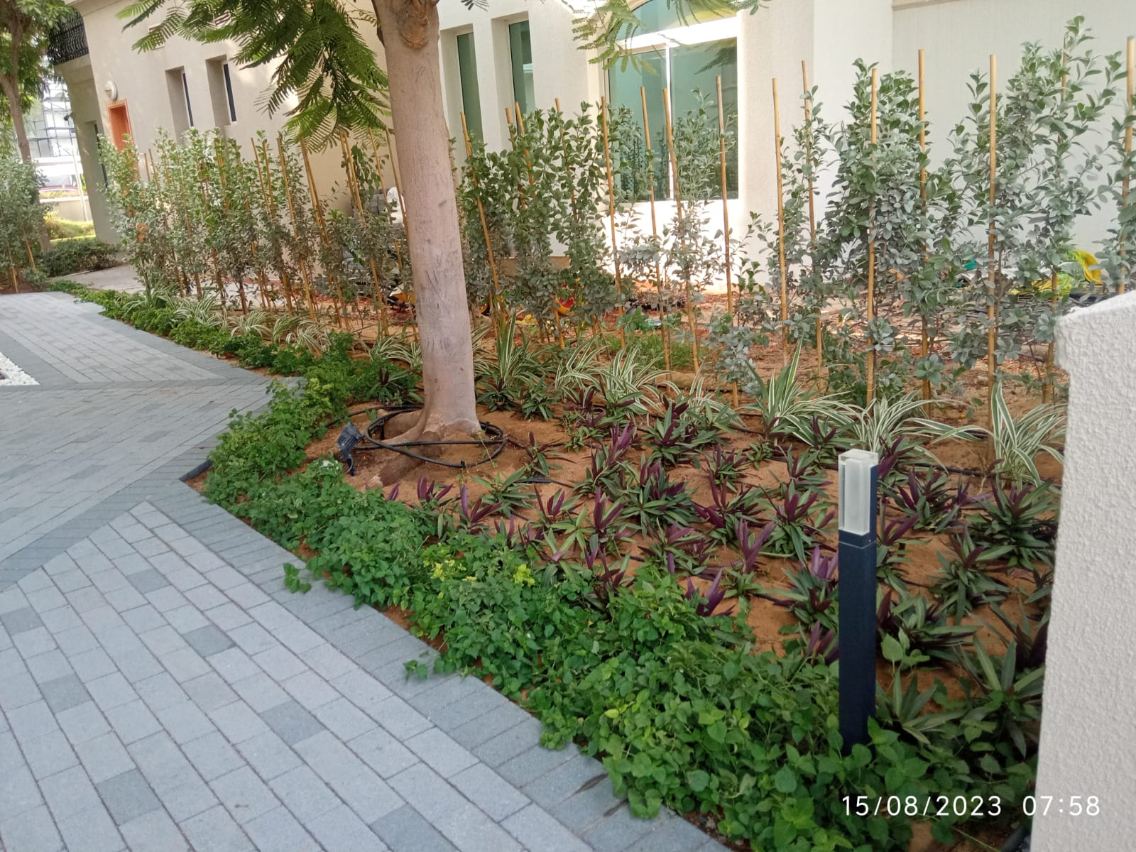 Villa landscape enhancement and interlock paving installation project in Al Barsha Dubai - Image 6
