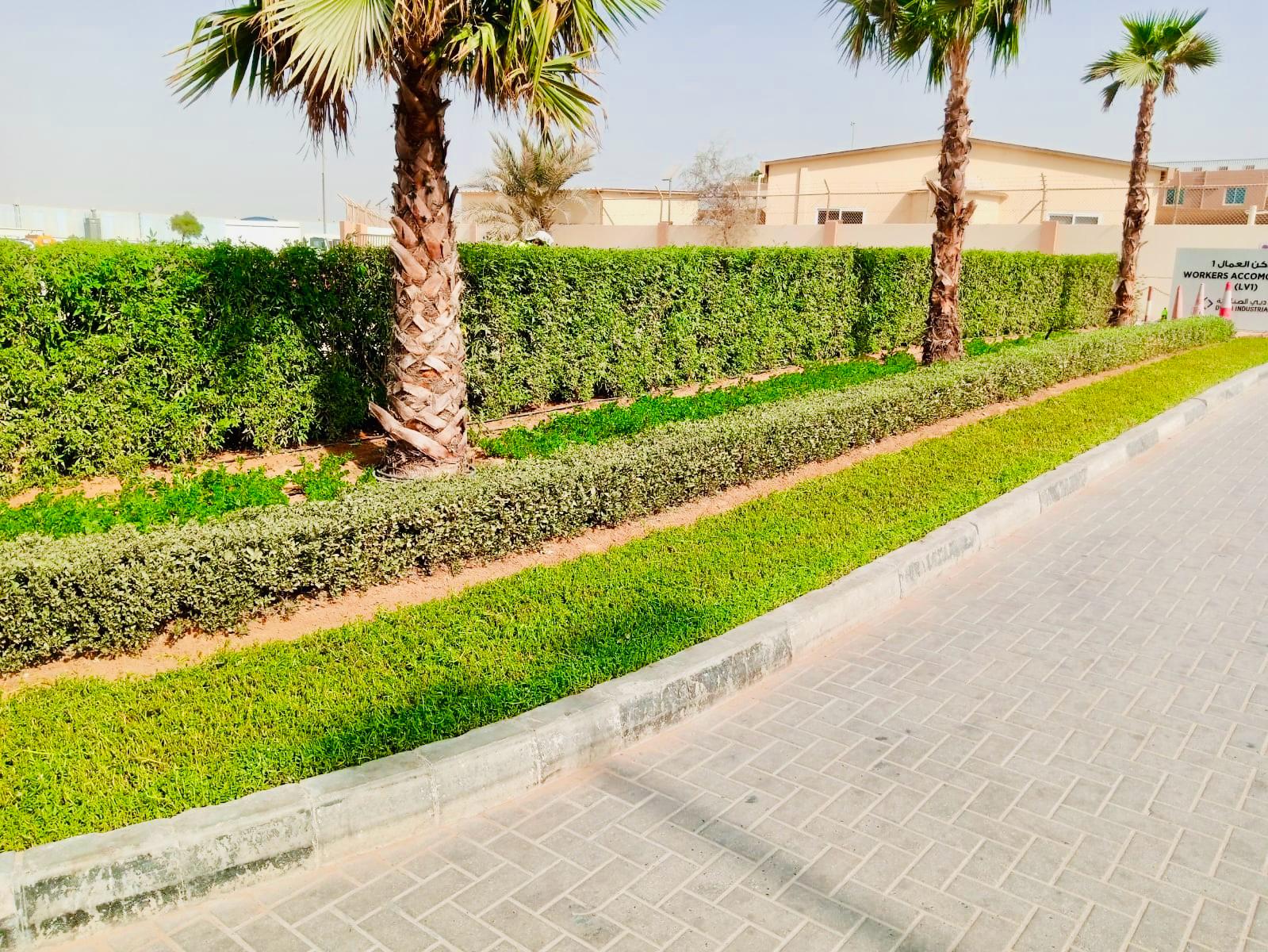 Landscape installation and hardscape works at Labour Village 2 Dubai Industrial City including interlock paving, pergola, and seating areas - Photo 9