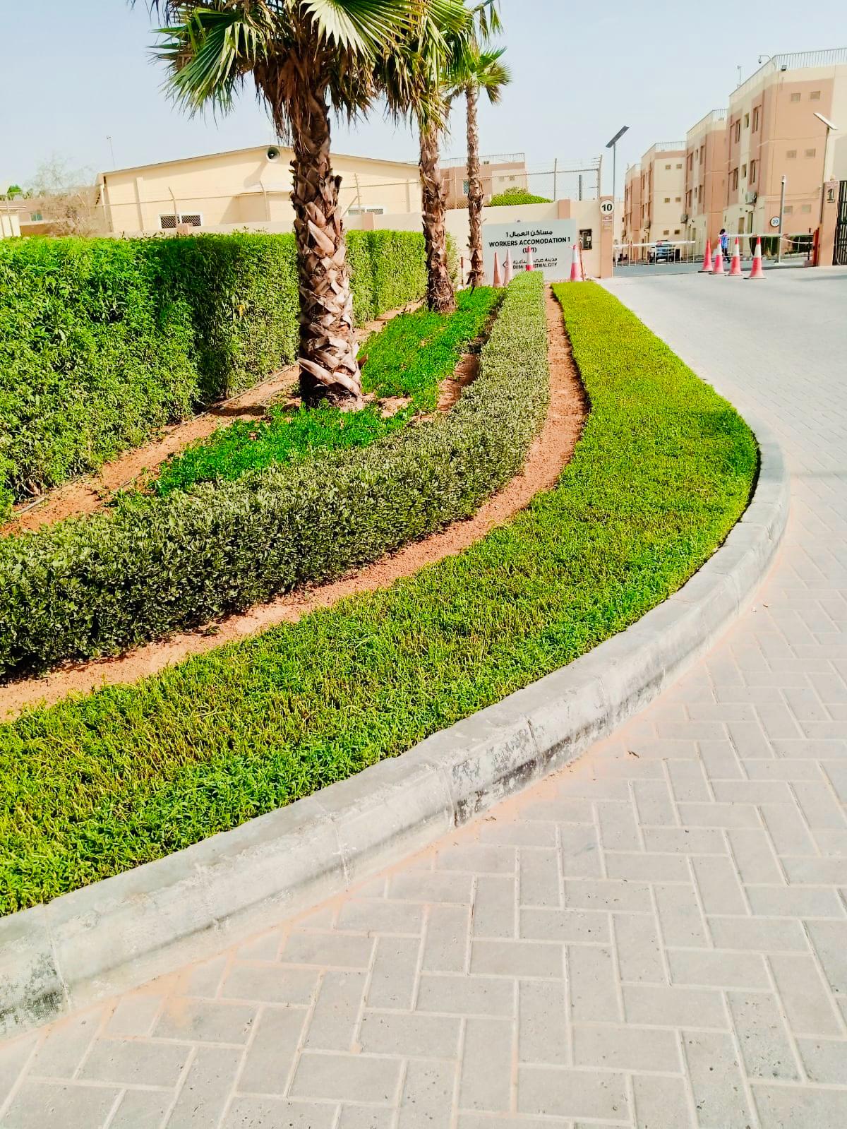 Landscape installation and hardscape works at Labour Village 2 Dubai Industrial City including interlock paving, pergola, and seating areas - Photo 10
