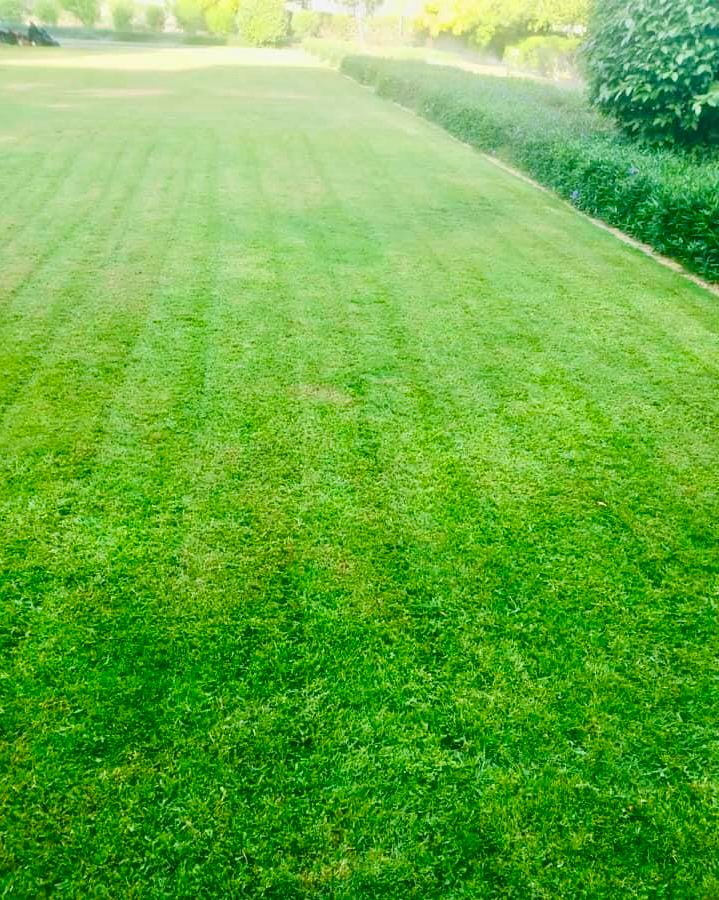 Landscape maintenance project at Etisalat Head Office Dubai - Image 5