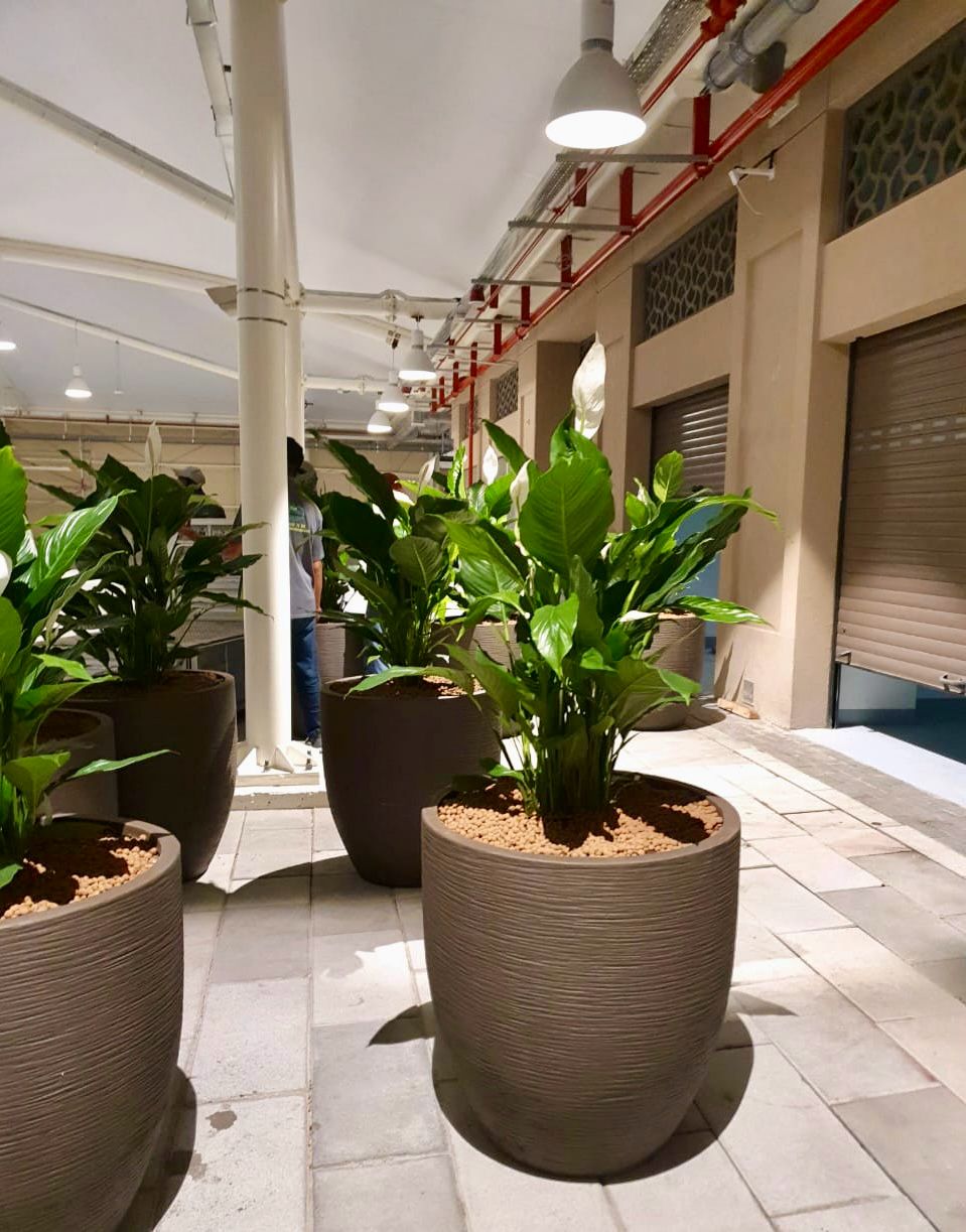 Indoor plant installation and maintenance project at Souk Al Marfa 3 Dubai commercial space - Photo 5