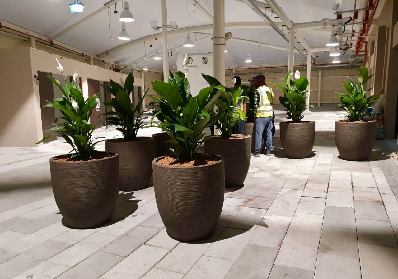 Souk Al Marfa 3 - Interior Plant Maintenance and Management , AMC