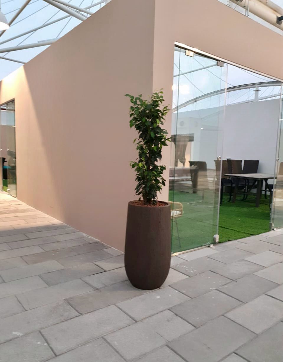 Indoor plant installation and maintenance project at Souk Al Marfa 3 Dubai commercial space - Photo 6