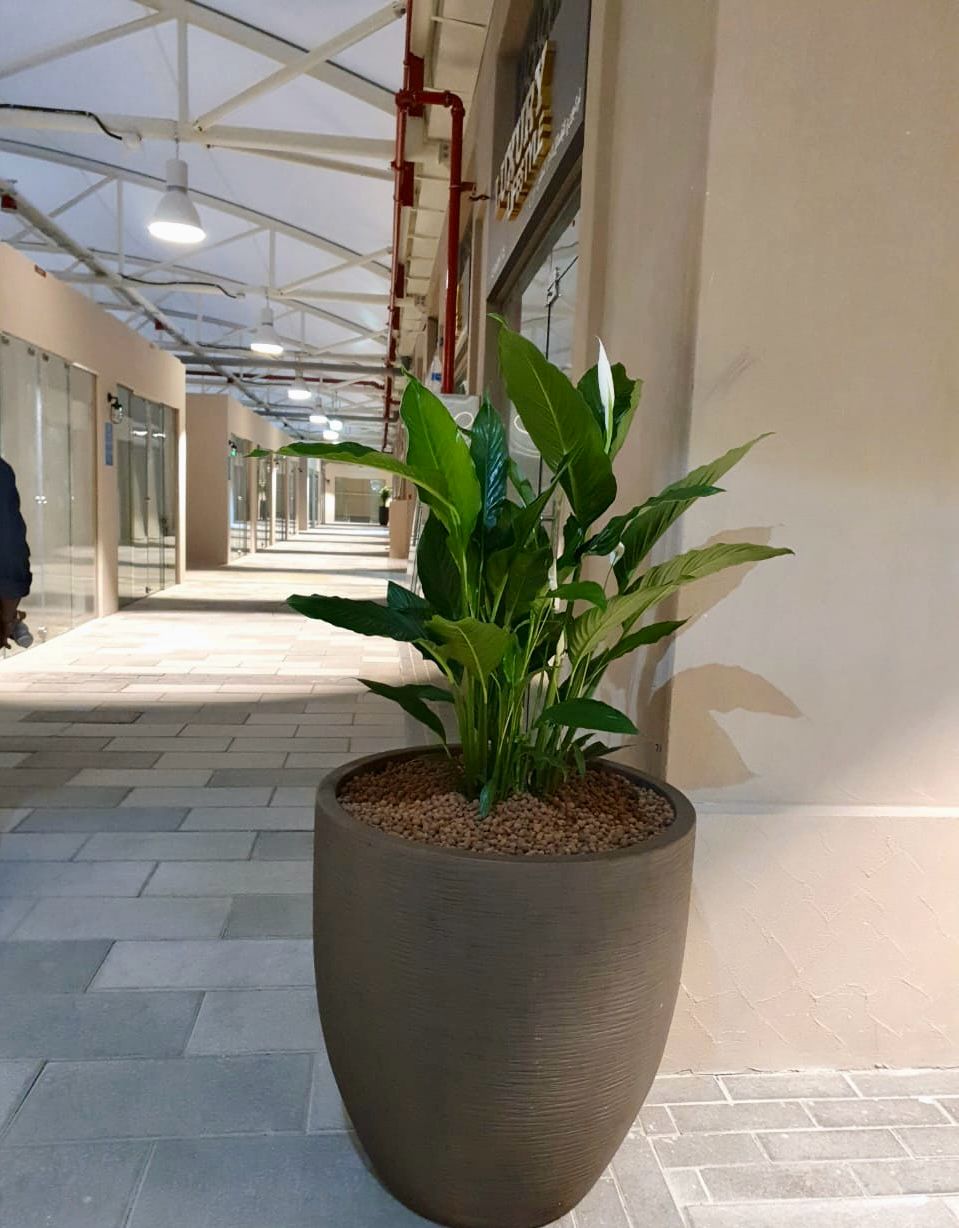 Indoor plant installation and maintenance project at Souk Al Marfa 3 Dubai commercial space - Photo 4