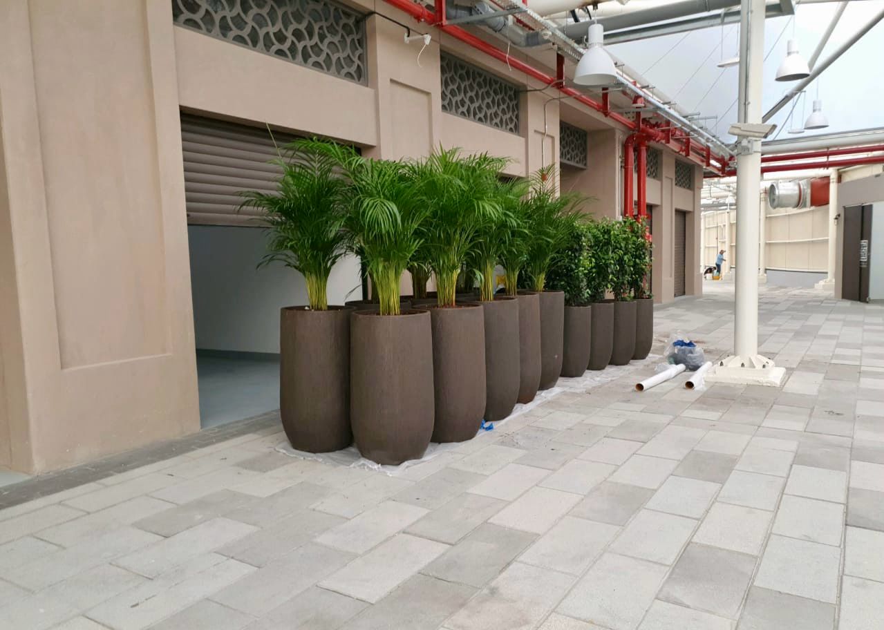 Indoor plant installation and maintenance project at Souk Al Marfa 3 Dubai commercial space - Photo 2