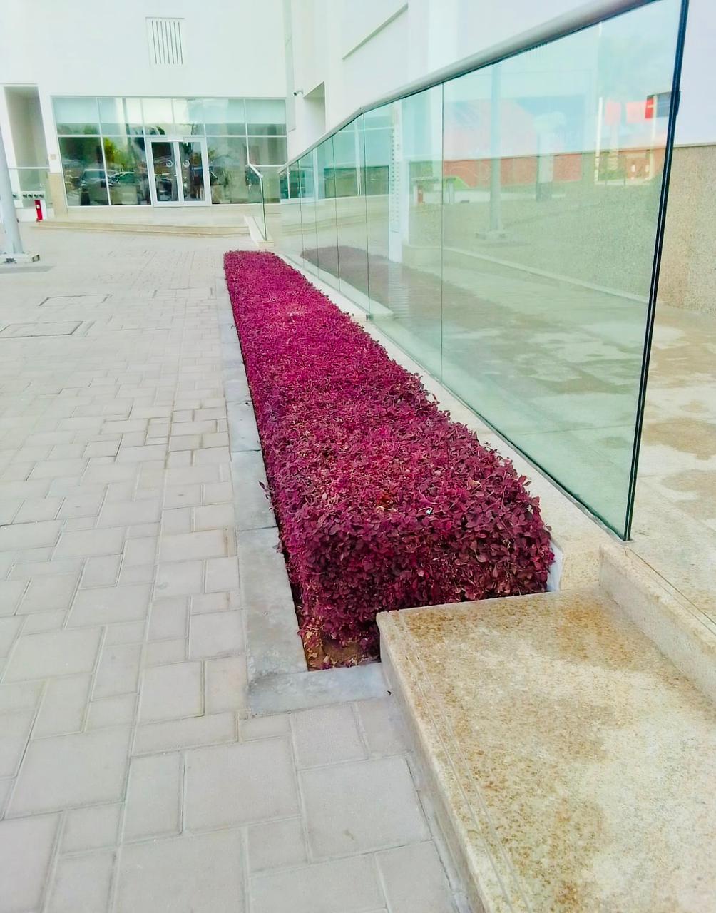 Landscape maintenance project at Palm Golden Mile Palm Jumeirah Dubai - Photo 8