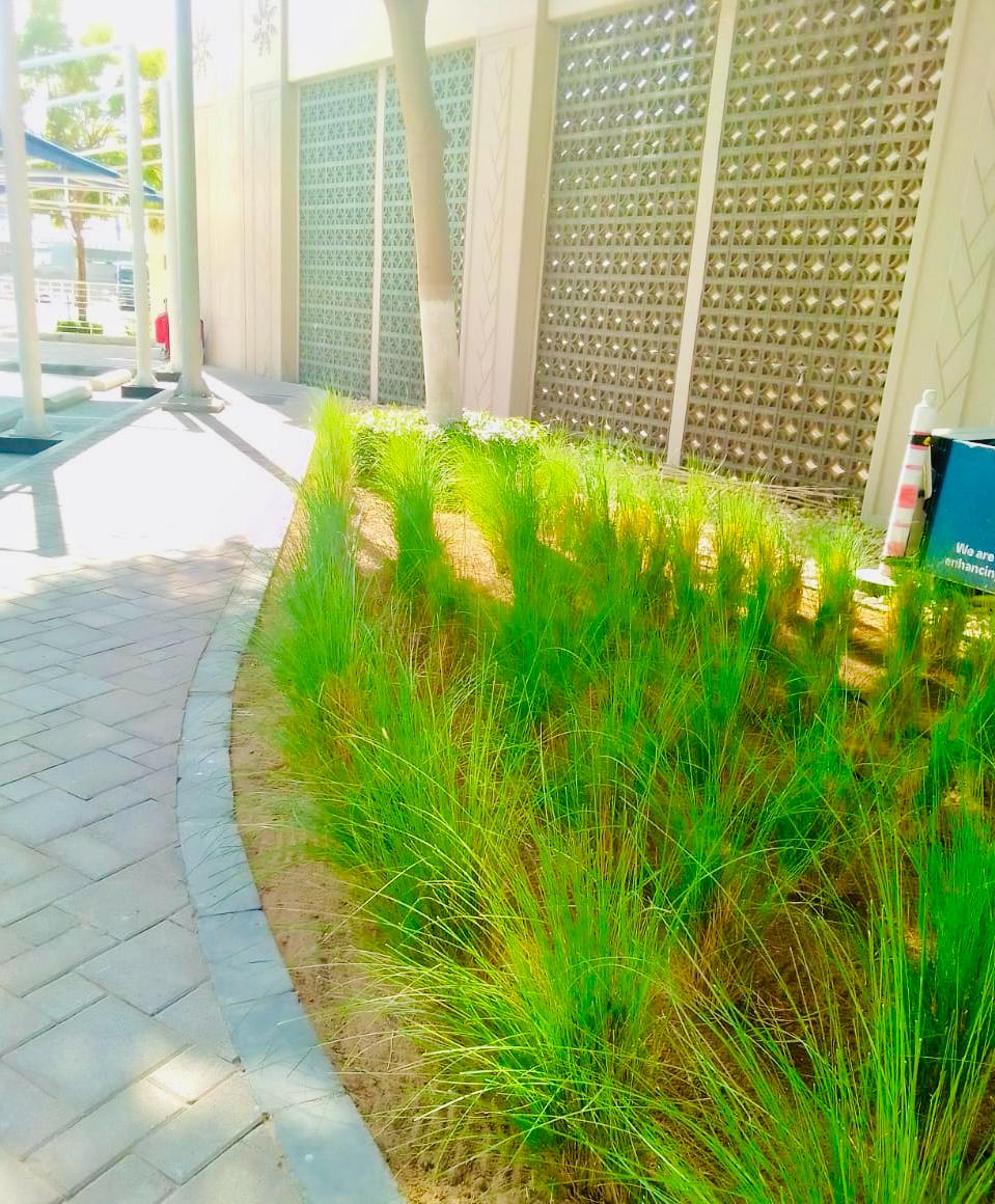 Landscape maintenance project at Palm Golden Mile Palm Jumeirah Dubai - Photo 6