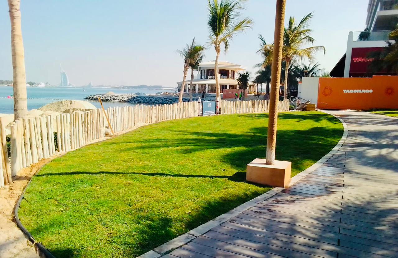 Landscape maintenance project at Palm Golden Mile Palm Jumeirah Dubai - Photo 5