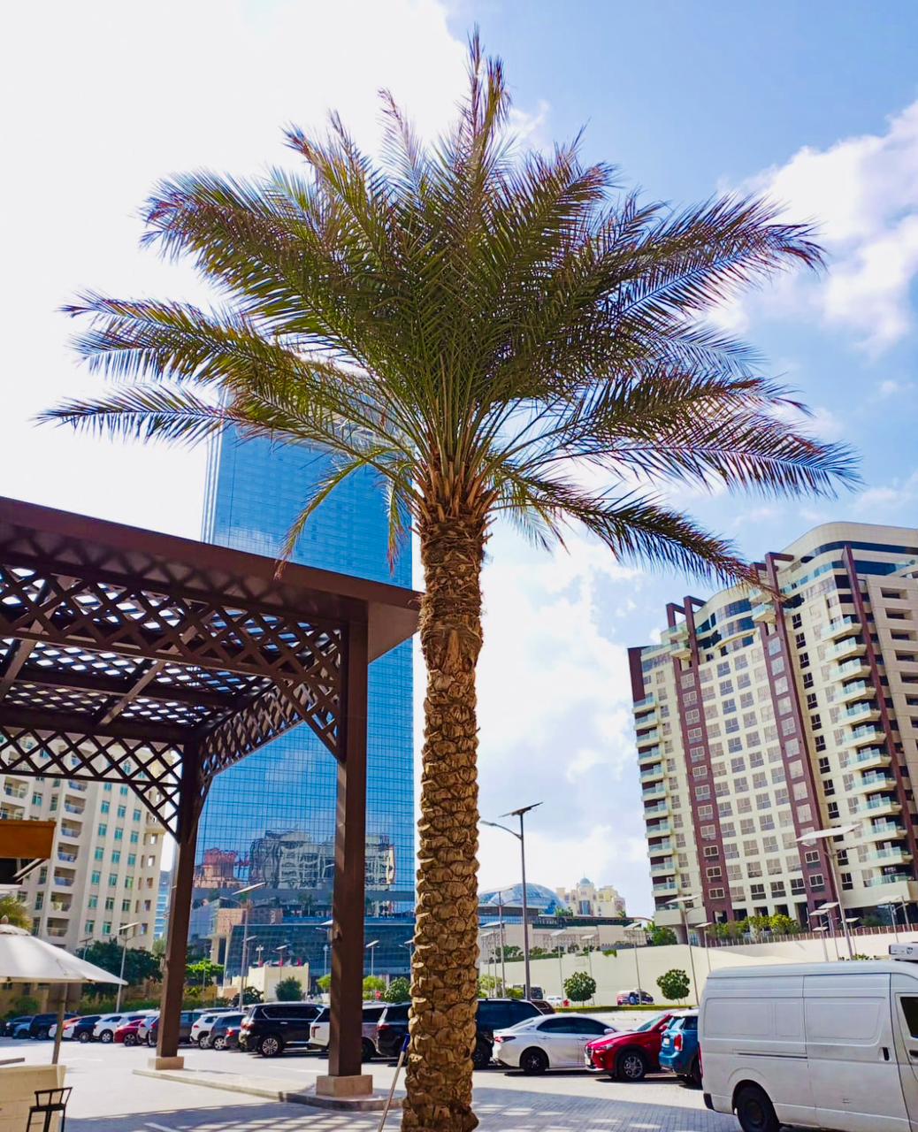 Landscape maintenance project at Palm Golden Mile Palm Jumeirah Dubai - Photo 3