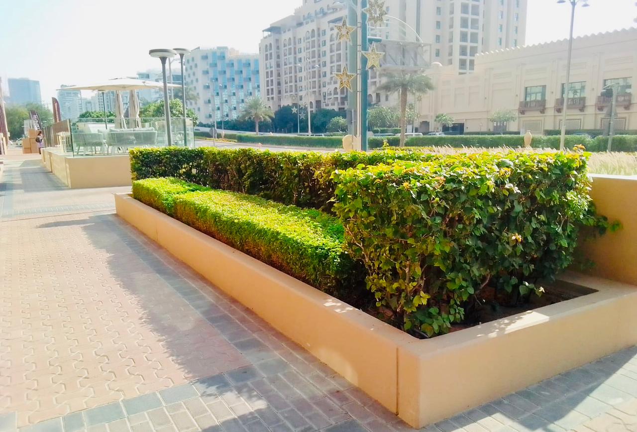 Landscape maintenance project at Palm Golden Mile Palm Jumeirah Dubai - Photo 4