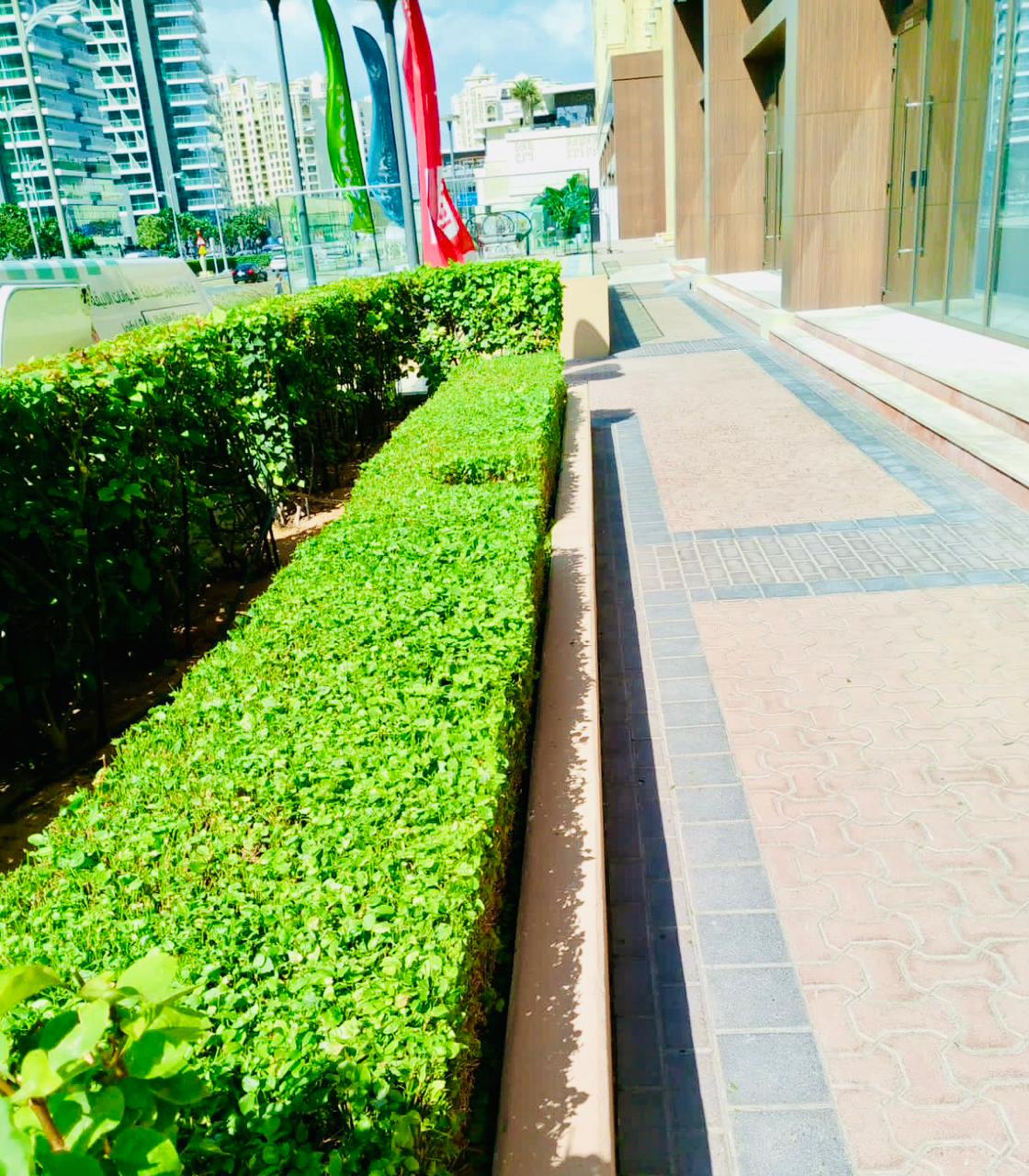 Landscape maintenance project at Palm Golden Mile Palm Jumeirah Dubai - Photo 1
