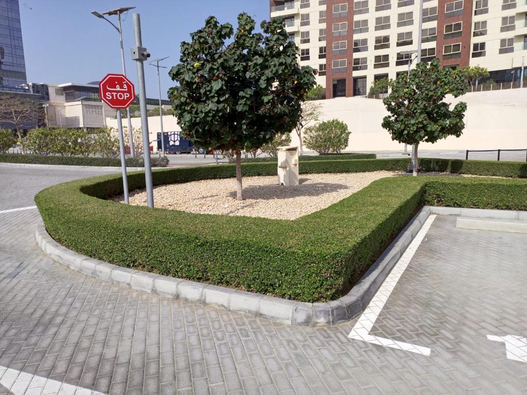 Landscape maintenance project at Palm Club Vista Palm Jumeirah Dubai - Photo 5