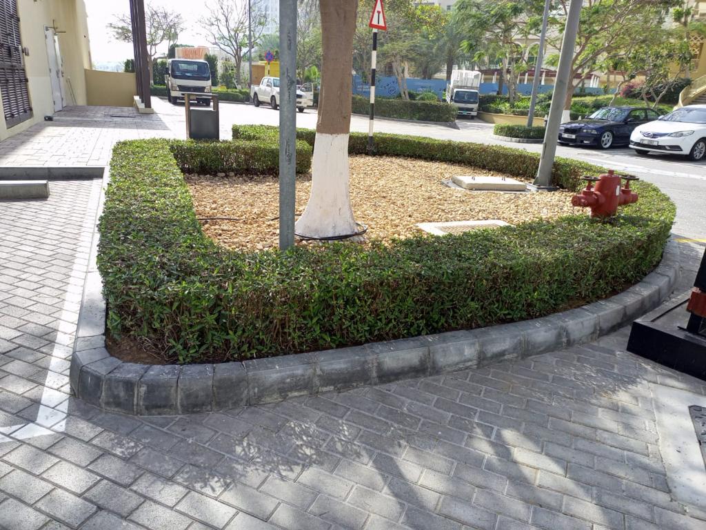Landscape maintenance project at Palm Club Vista Palm Jumeirah Dubai - Photo 4