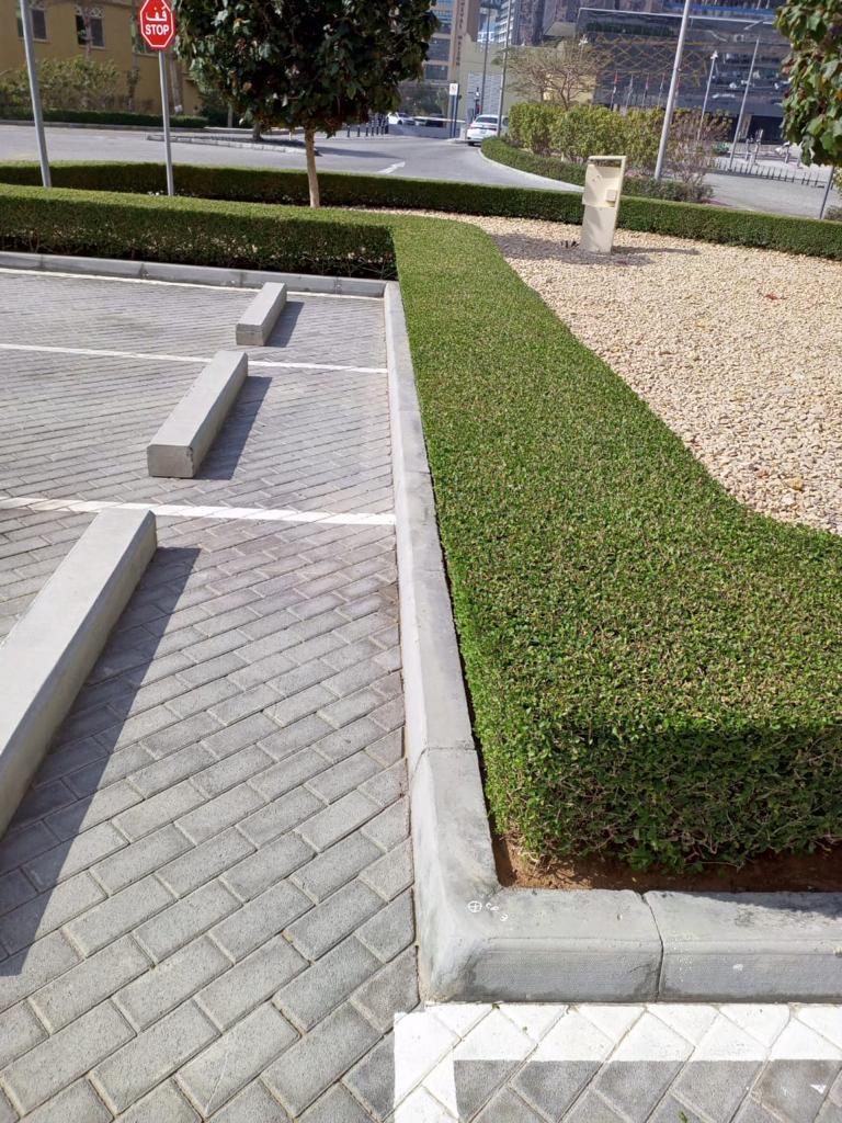 Landscape maintenance project at Palm Club Vista Palm Jumeirah Dubai - Photo 6
