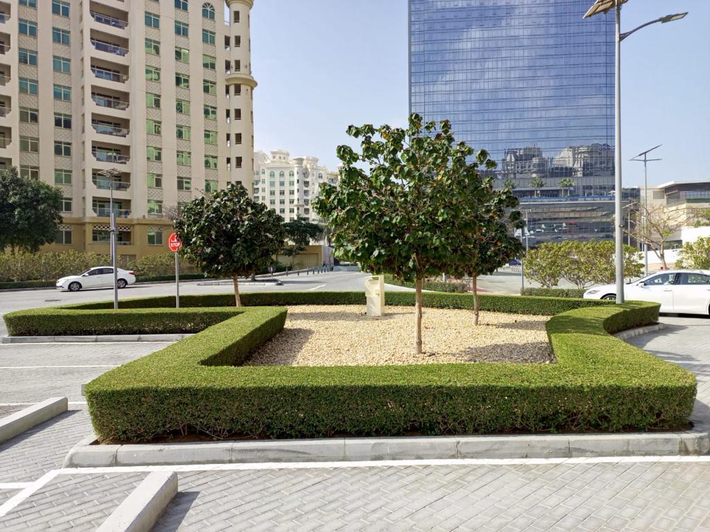 Landscape maintenance project at Palm Club Vista Palm Jumeirah Dubai - Photo 2